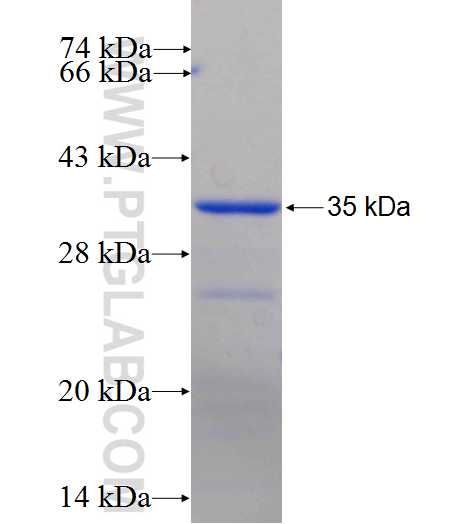 MCF2L fusion protein Ag25917 SDS-PAGE