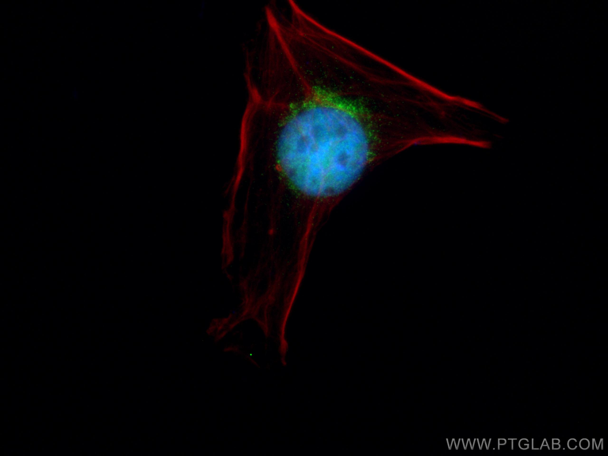 Immunofluorescence (IF) / fluorescent staining of HeLa cells using MCM2 Polyclonal antibody (10513-1-AP)