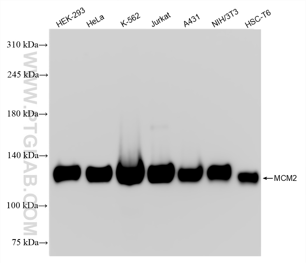 Western Blot (WB) analysis of various lysates using MCM2 Recombinant antibody (84511-5-RR)