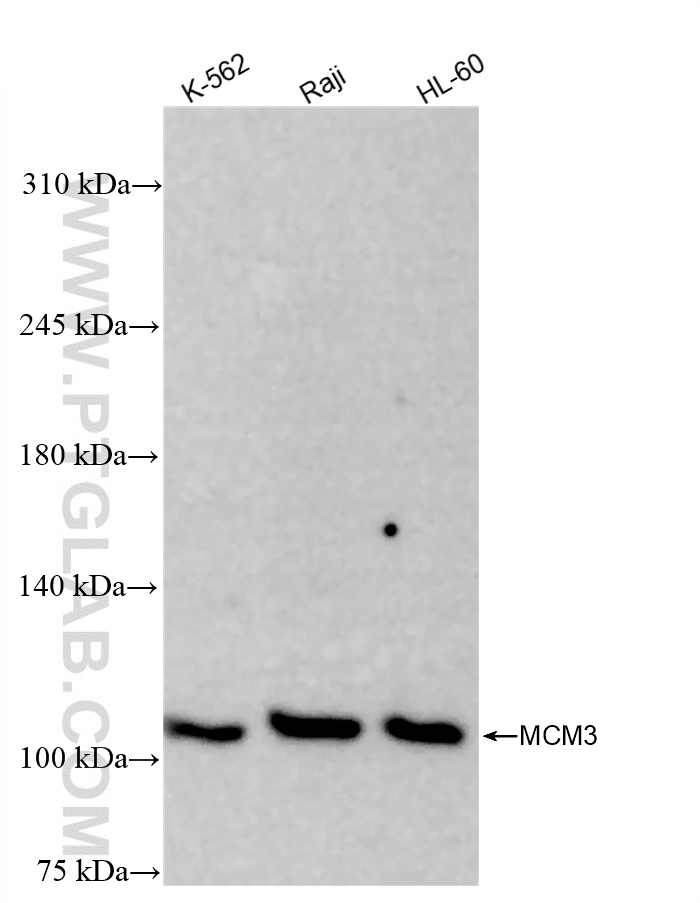 Western Blot (WB) analysis of various lysates using MCM3 Recombinant antibody (84792-2-RR)