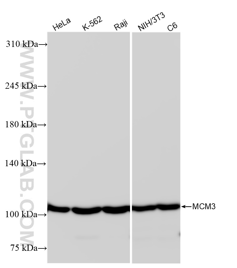 Western Blot (WB) analysis of various lysates using MCM3 Recombinant antibody (84792-5-RR)