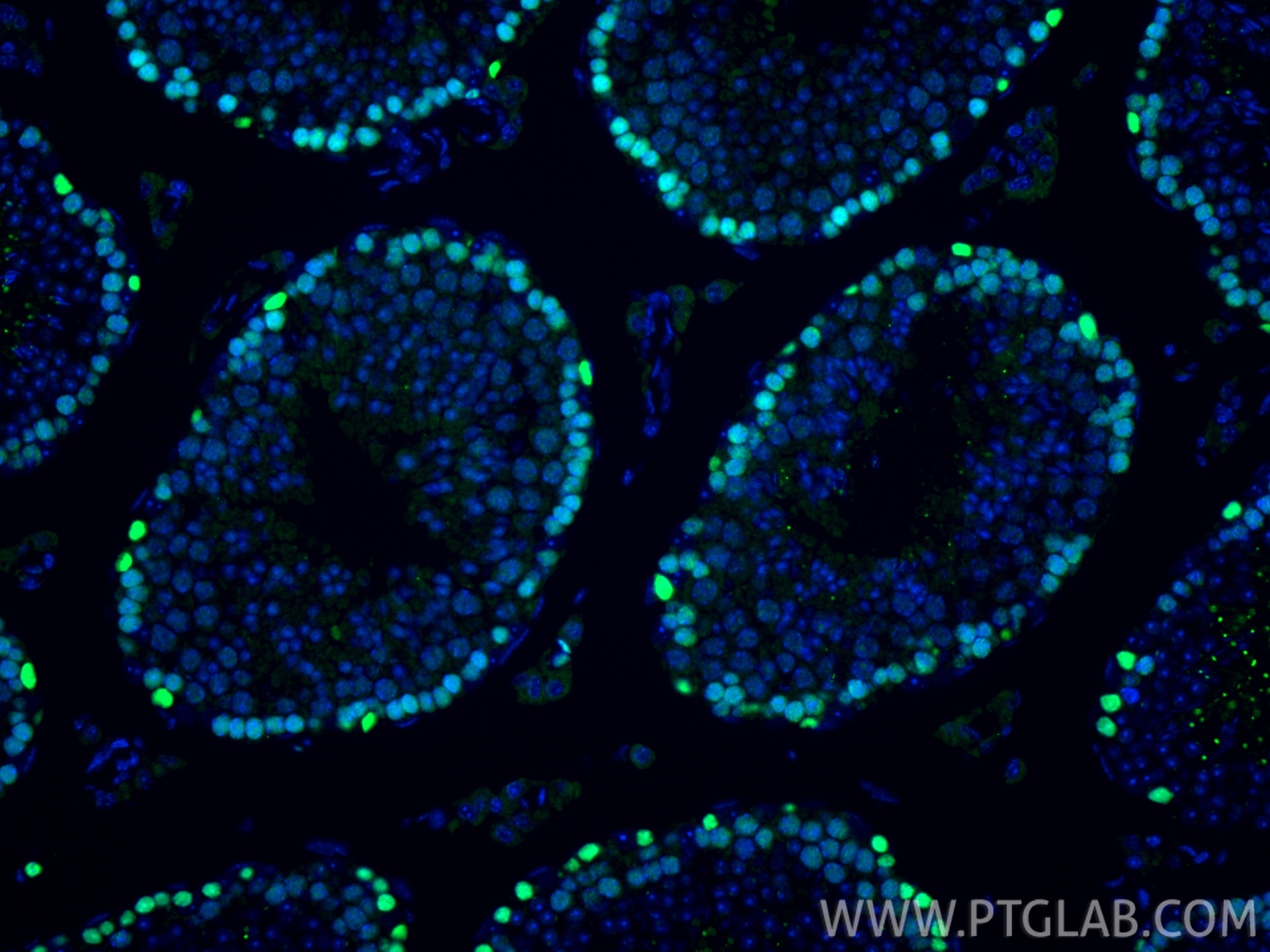 Immunofluorescence (IF) / fluorescent staining of mouse testis tissue using MCM4 Polyclonal antibody (13043-1-AP)