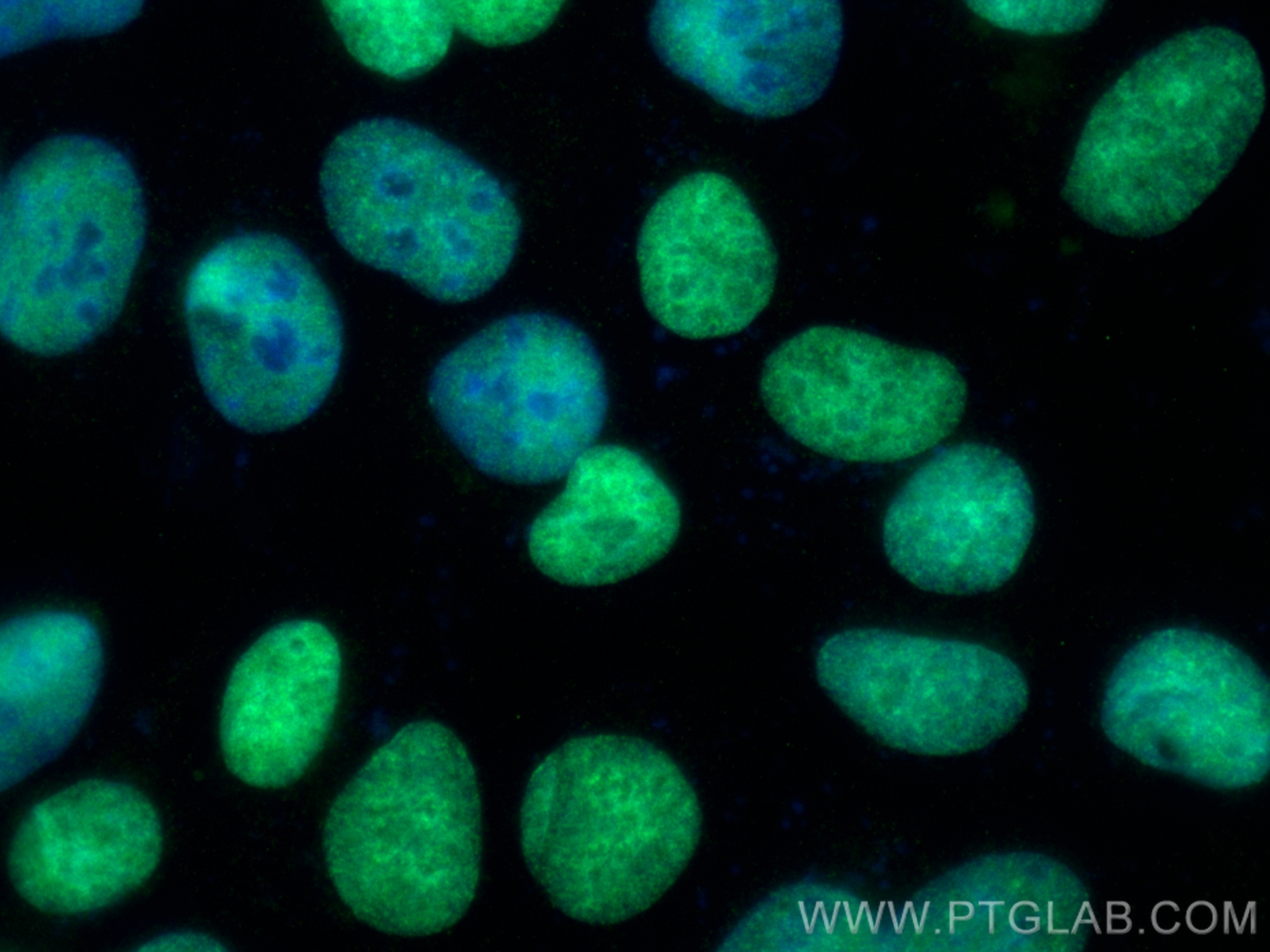 Immunofluorescence (IF) / fluorescent staining of U2OS cells using CoraLite® Plus 488-conjugated MCM4 Monoclonal anti (CL488-67103)