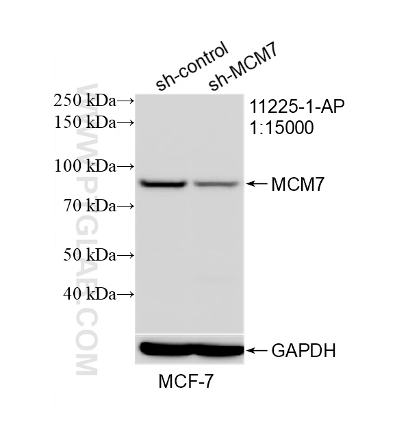 Western Blot (WB) analysis of MCF-7 cells using MCM7 Polyclonal antibody (11225-1-AP)