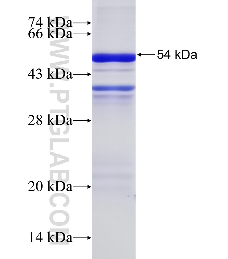 MCOLN3 fusion protein Ag4962 SDS-PAGE