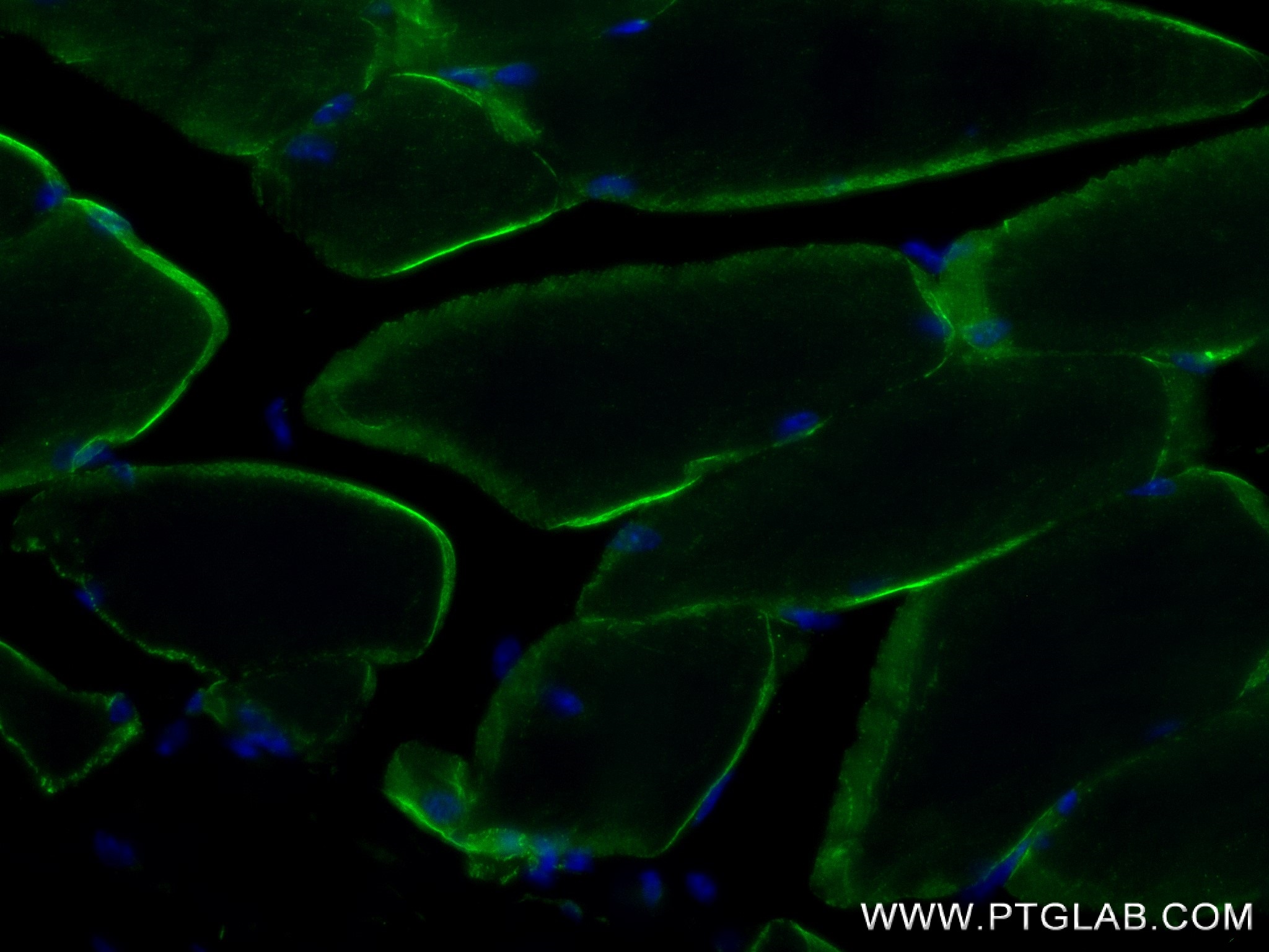 Immunofluorescence (IF) / fluorescent staining of mouse skeletal muscle tissue using MCT4 Recombinant antibody (84797-4-RR)