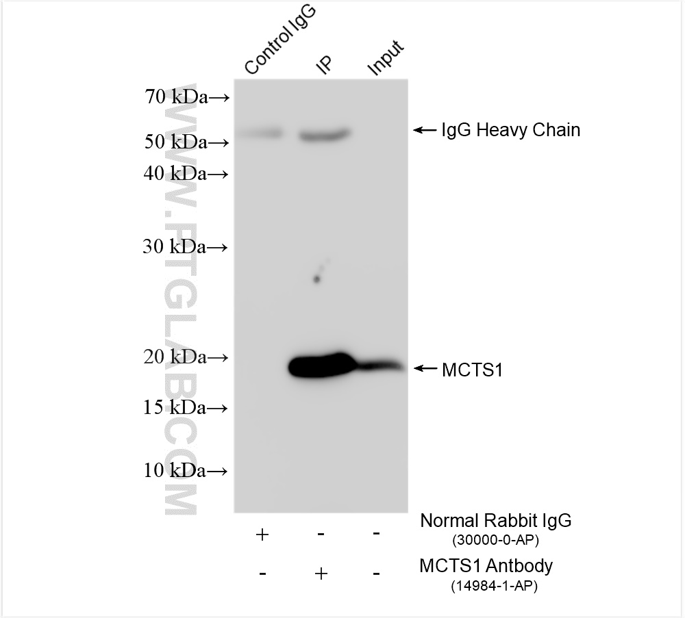 Immunoprecipitation (IP) experiment of K-562 cells using MCTS1 Polyclonal antibody (14984-1-AP)