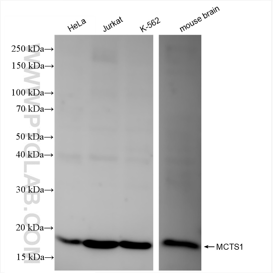 Western Blot (WB) analysis of various lysates using MCTS1 Recombinant antibody (84312-2-RR)