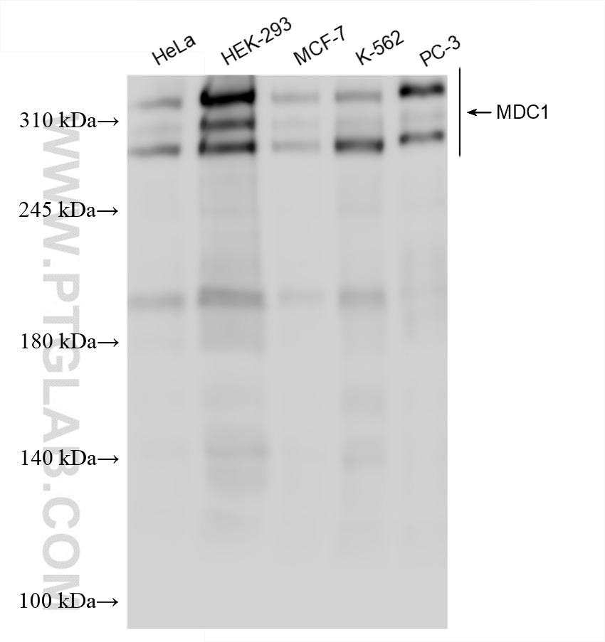 Western Blot (WB) analysis of various lysates using MDC1 Recombinant antibody (83496-1-RR)