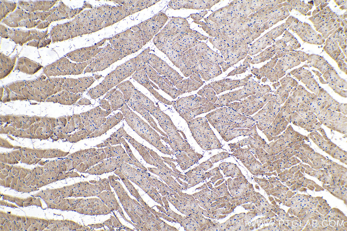 Immunohistochemistry (IHC) staining of rat heart tissue using MDH1 Monoclonal antibody (66505-1-Ig)