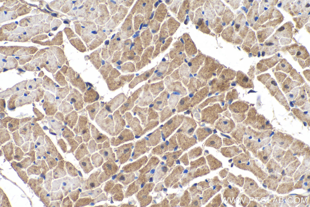 Immunohistochemistry (IHC) staining of rat heart tissue using MDH1 Monoclonal antibody (66505-1-Ig)