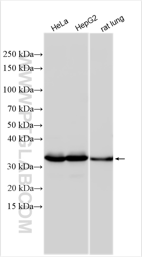 Western Blot (WB) analysis of various lysates using MDH2 Polyclonal antibody (15462-1-AP)