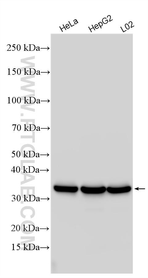 Western Blot (WB) analysis of various lysates using MDH2 Polyclonal antibody (15462-1-AP)