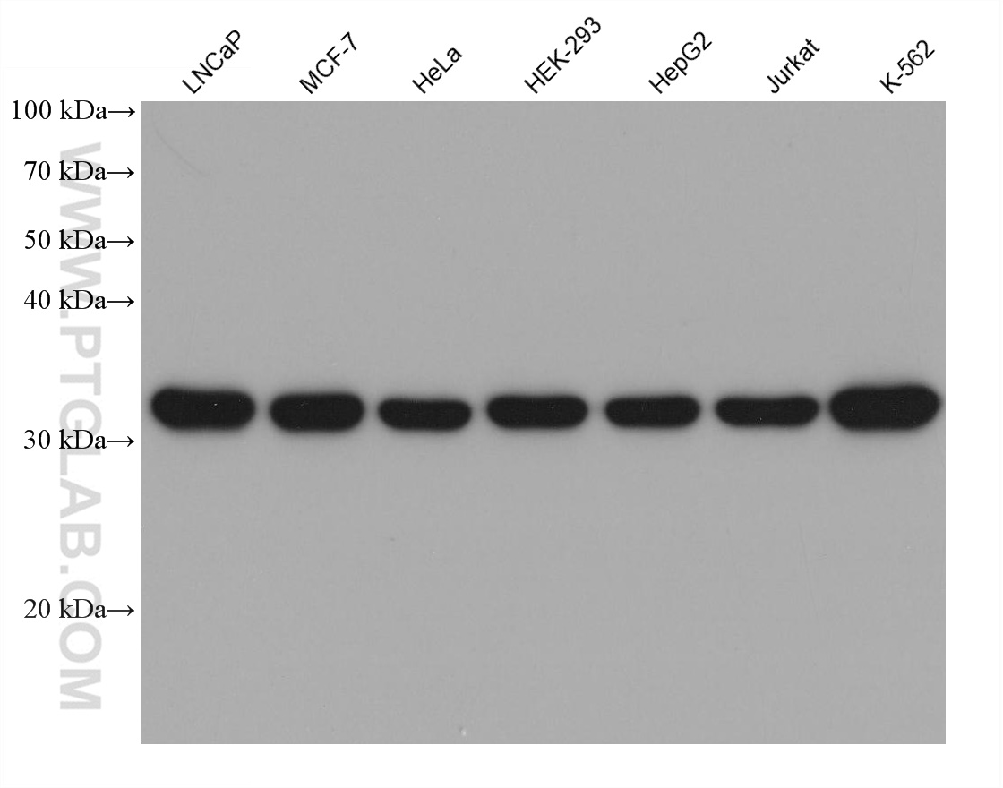 Western Blot (WB) analysis of various lysates using MDH2 Monoclonal antibody (68878-1-Ig)