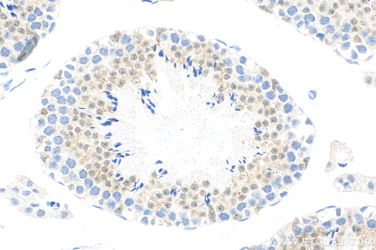 Immunohistochemistry (IHC) staining of mouse testis tissue using MDM1 Recombinant antibody (83141-2-RR)