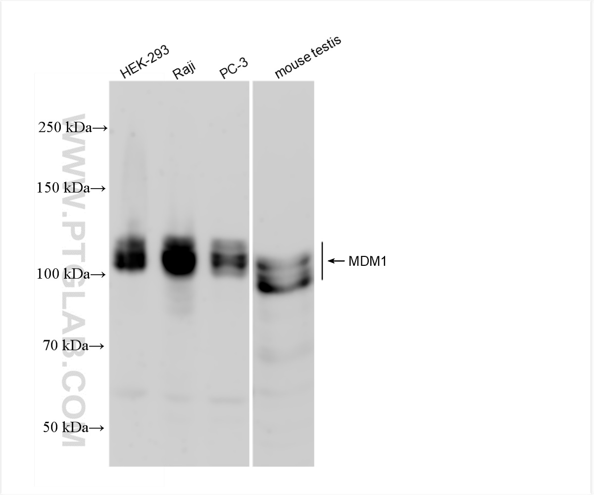 Western Blot (WB) analysis of various lysates using MDM1 Recombinant antibody (83141-2-RR)