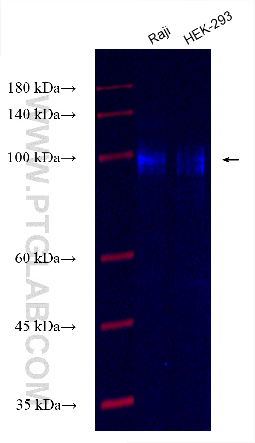 Western Blot (WB) analysis of various lysates using CoraLite® Plus 750-conjugated MDM1 Recombinant ant (CL750-83141-2)