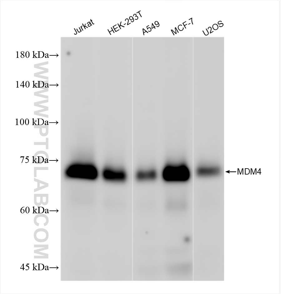 MDMX/MDM4