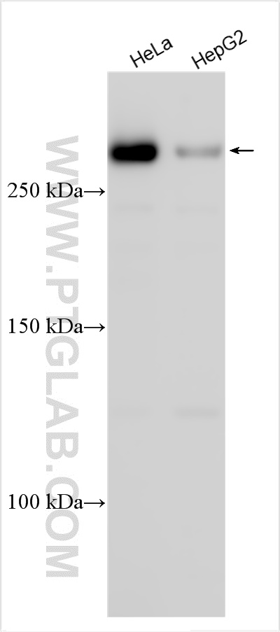 Western Blot (WB) analysis of various lysates using MED12L Polyclonal antibody (31041-1-AP)