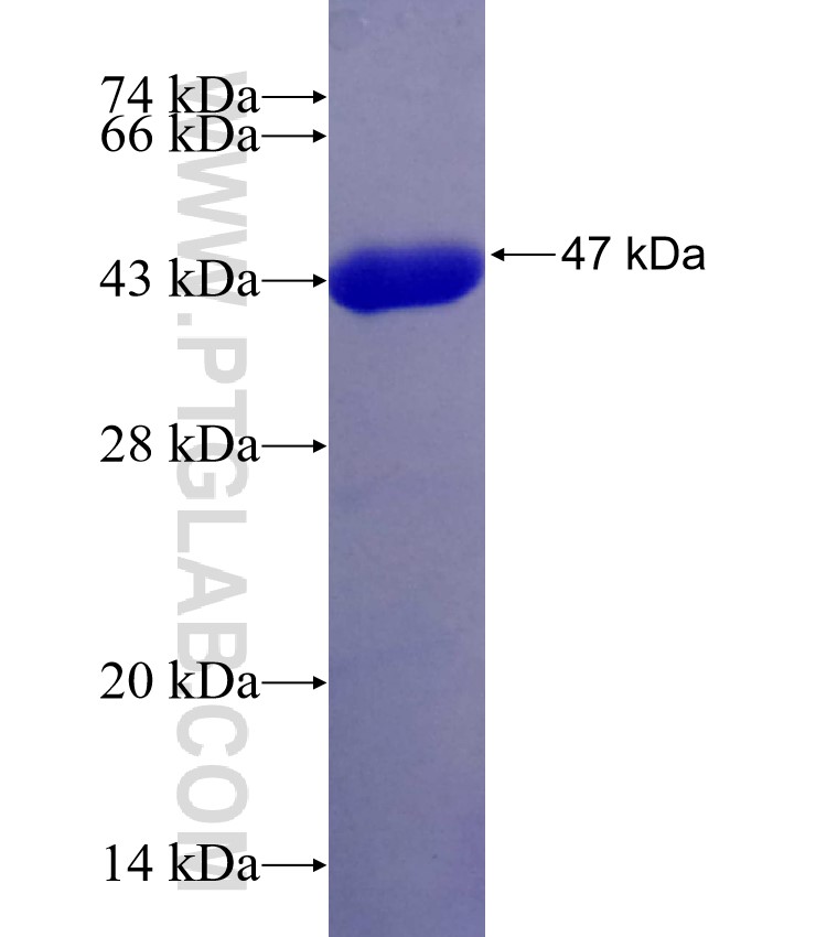 MED16 fusion protein Ag26491 SDS-PAGE