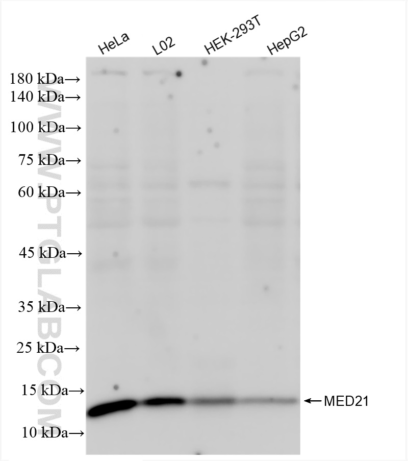 Western Blot (WB) analysis of various lysates using MED21 Recombinant antibody (83510-1-RR)