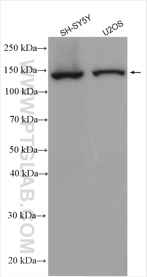 Western Blot (WB) analysis of various lysates using MED23 Polyclonal antibody (27850-1-AP)