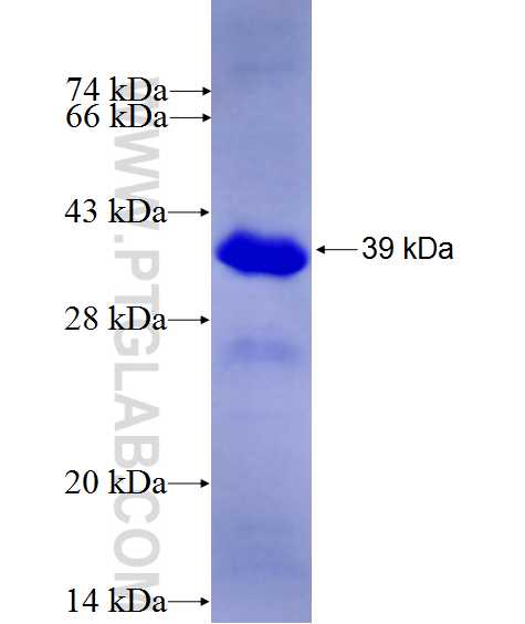 MED23 fusion protein Ag27100 SDS-PAGE