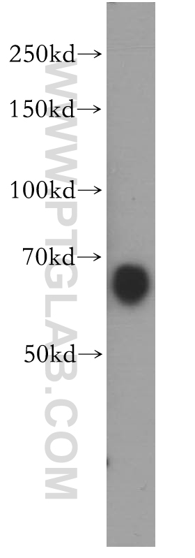 Western Blot (WB) analysis of SH-SY5Y cells using MEF2C Polyclonal antibody (10056-1-AP)