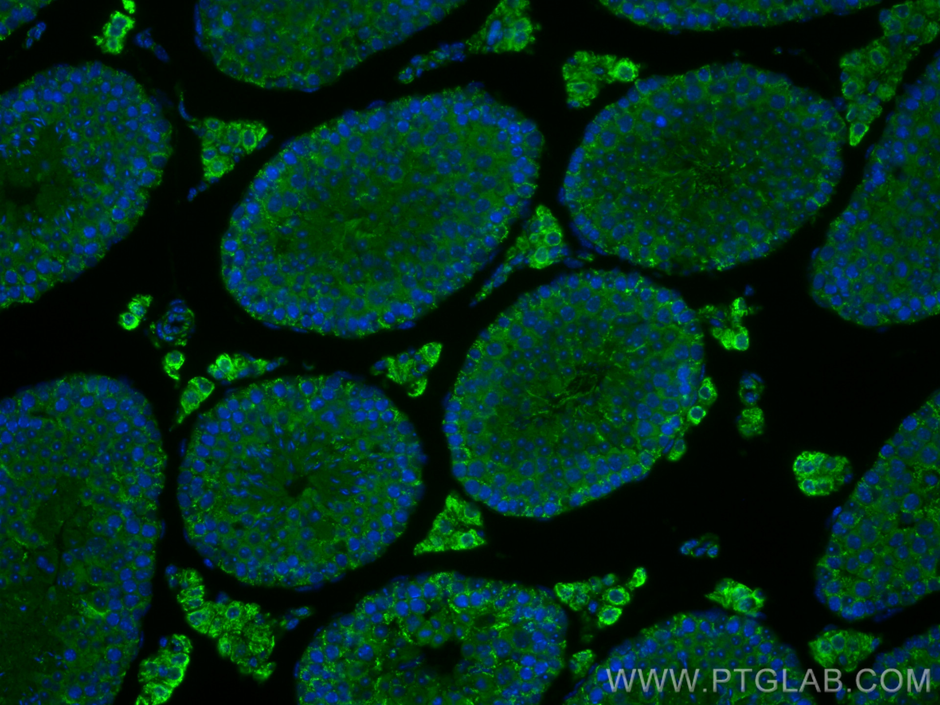 Immunofluorescence (IF) / fluorescent staining of mouse testis tissue using MEI4 Polyclonal antibody (29892-1-AP)