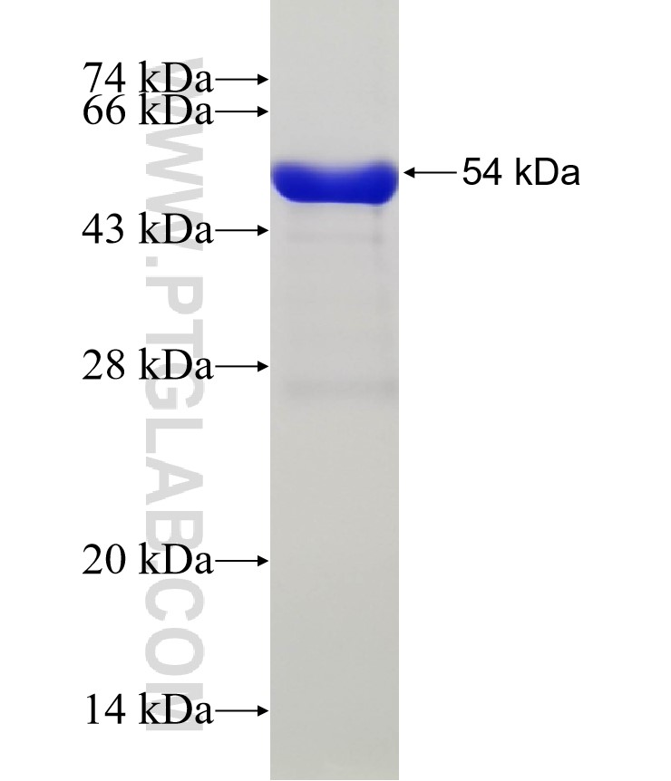 MEI4 fusion protein Ag31859 SDS-PAGE