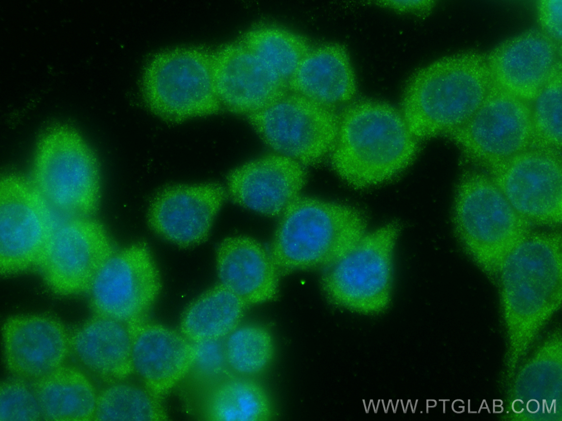 Immunofluorescence (IF) / fluorescent staining of BxPC-3 cells using MEMO1 Polyclonal antibody (14604-1-AP)