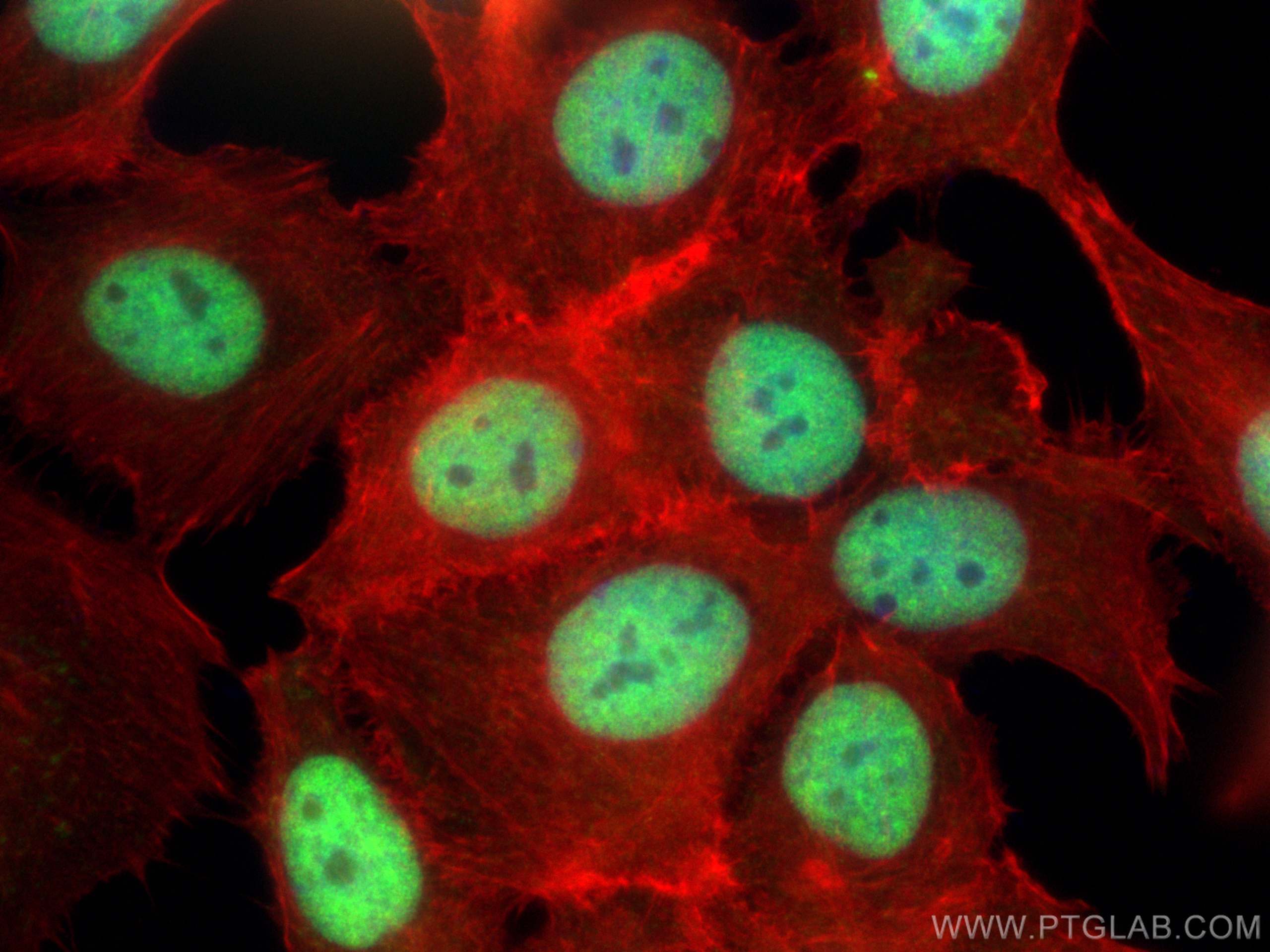 Immunofluorescence (IF) / fluorescent staining of MCF-7 cells using MEPCE Polyclonal antibody (14917-1-AP)