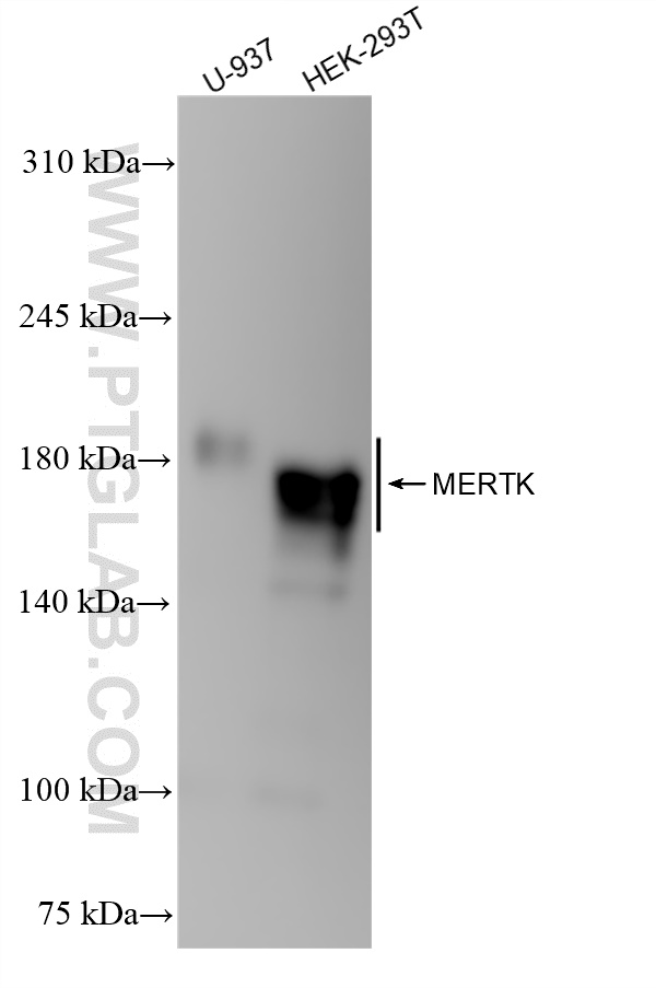 Western Blot (WB) analysis of various lysates using MERTK Recombinant antibody (84156-2-RR)