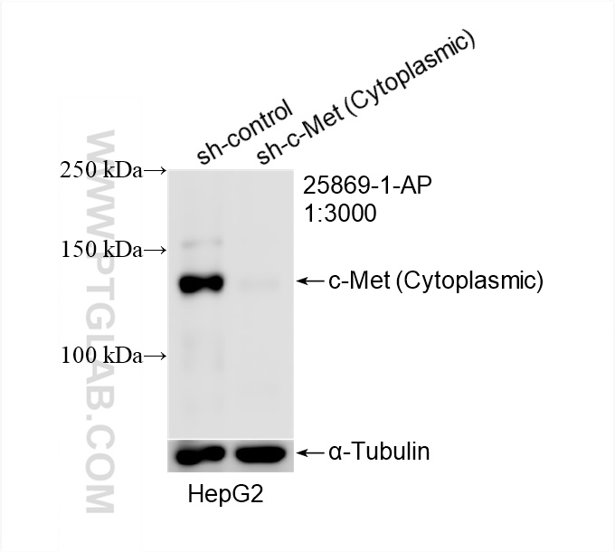 Western Blot (WB) analysis of HepG2 cells using c-Met (Cytoplasmic) Polyclonal antibody (25869-1-AP)