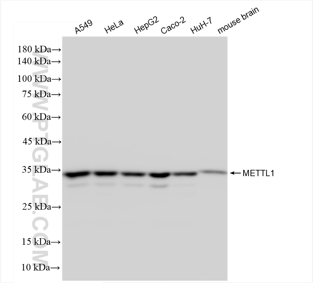 Western Blot (WB) analysis of various lysates using METTL1 Recombinant antibody (84272-1-RR)