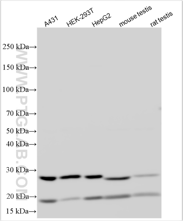 Western Blot (WB) analysis of various lysates using METTL11A Polyclonal antibody (17184-1-AP)