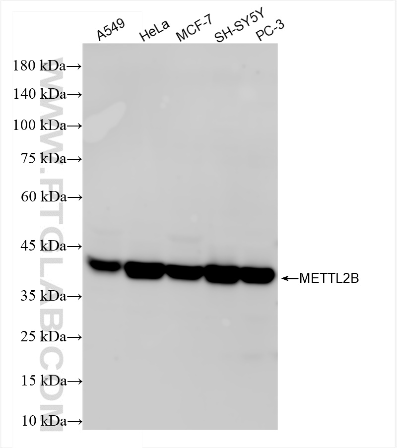 Western Blot (WB) analysis of various lysates using METTL2 Recombinant antibody (84257-1-RR)