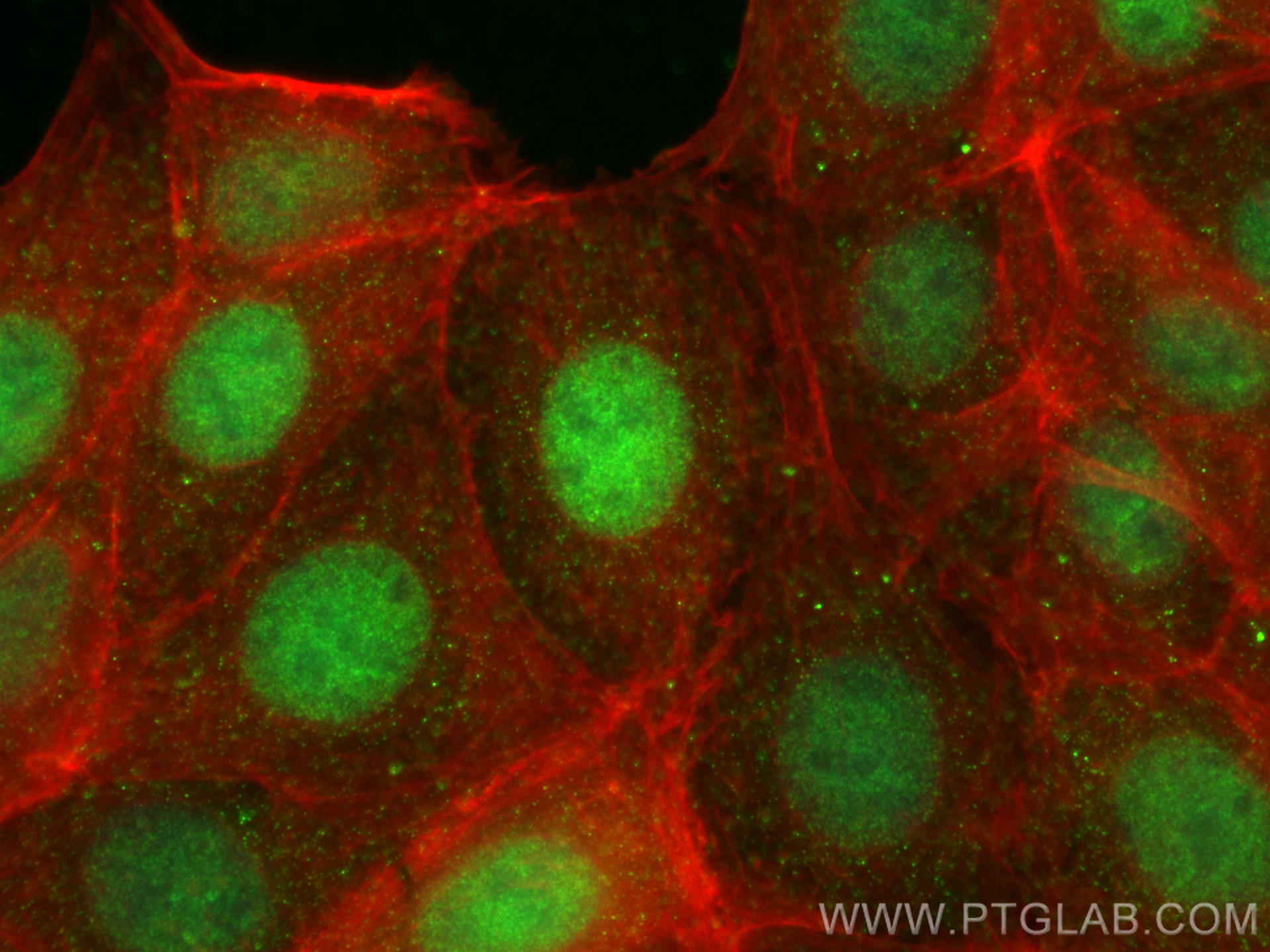 Immunofluorescence (IF) / fluorescent staining of MCF-7 cells using METTL3 Monoclonal antibody (67733-1-Ig)