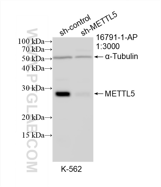 Western Blot (WB) analysis of K-562 cells using METTL5 Polyclonal antibody (16791-1-AP)