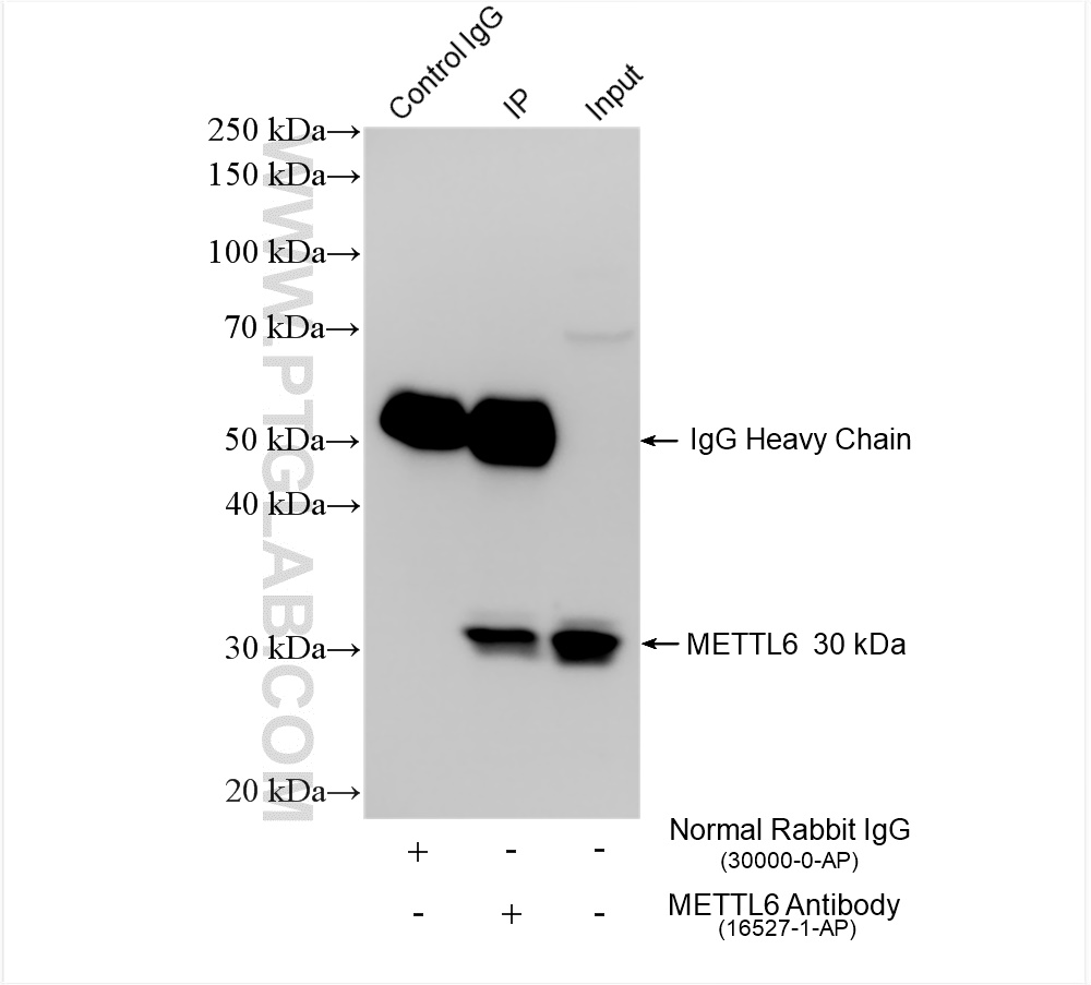 Immunoprecipitation (IP) experiment of MCF-7 cells using METTL6 Polyclonal antibody (16527-1-AP)