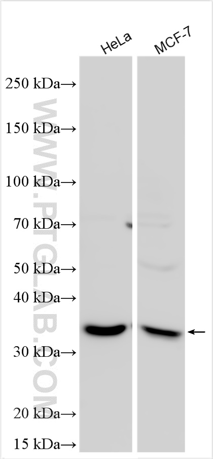 Western Blot (WB) analysis of various lysates using METTL6 Polyclonal antibody (16527-1-AP)