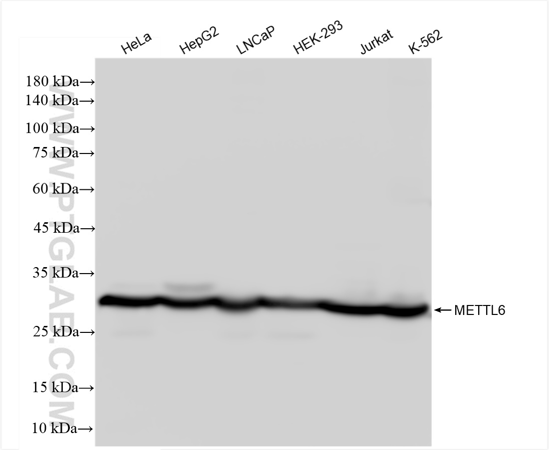 Western Blot (WB) analysis of various lysates using METTL6 Recombinant antibody (84209-4-RR)