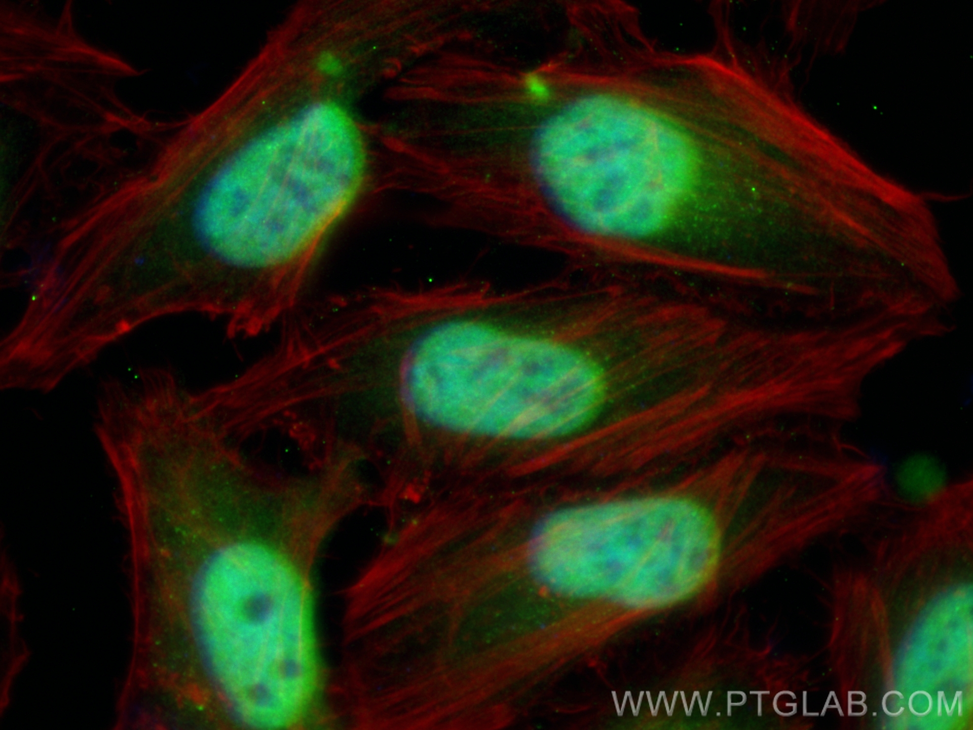 Immunofluorescence (IF) / fluorescent staining of HeLa cells using CoraLite® Plus 488-conjugated METTL6 Recombinant a (CL488-84209-5)