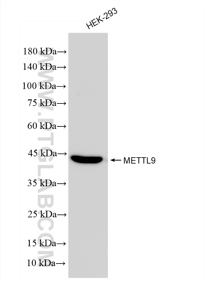 Western Blot (WB) analysis of various lysates using METTL9 Recombinant antibody (83531-5-RR)