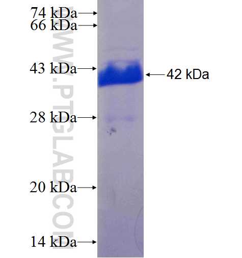 MFAP2 fusion protein Ag24496 SDS-PAGE