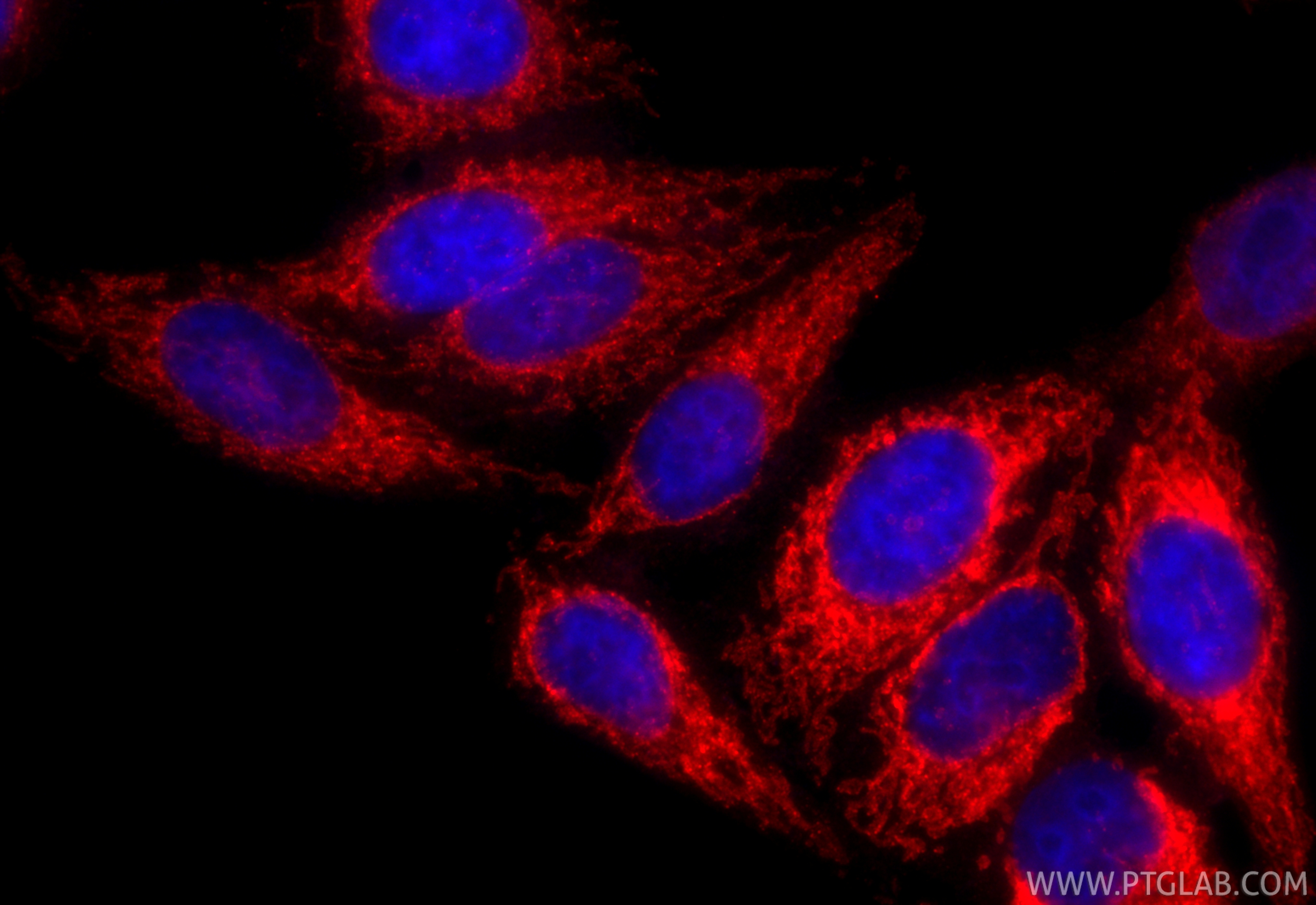 Immunofluorescence (IF) / fluorescent staining of HepG2 cells using CoraLite®594-conjugated MFF Polyclonal antibody (CL594-17090)