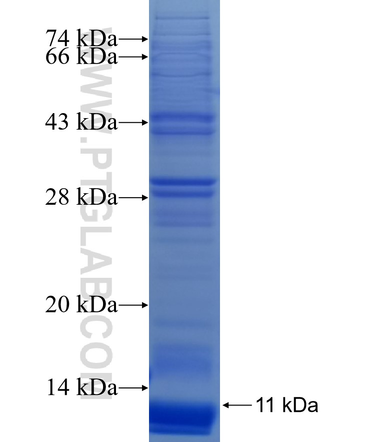 MFGE8 fusion protein Ag30145 SDS-PAGE