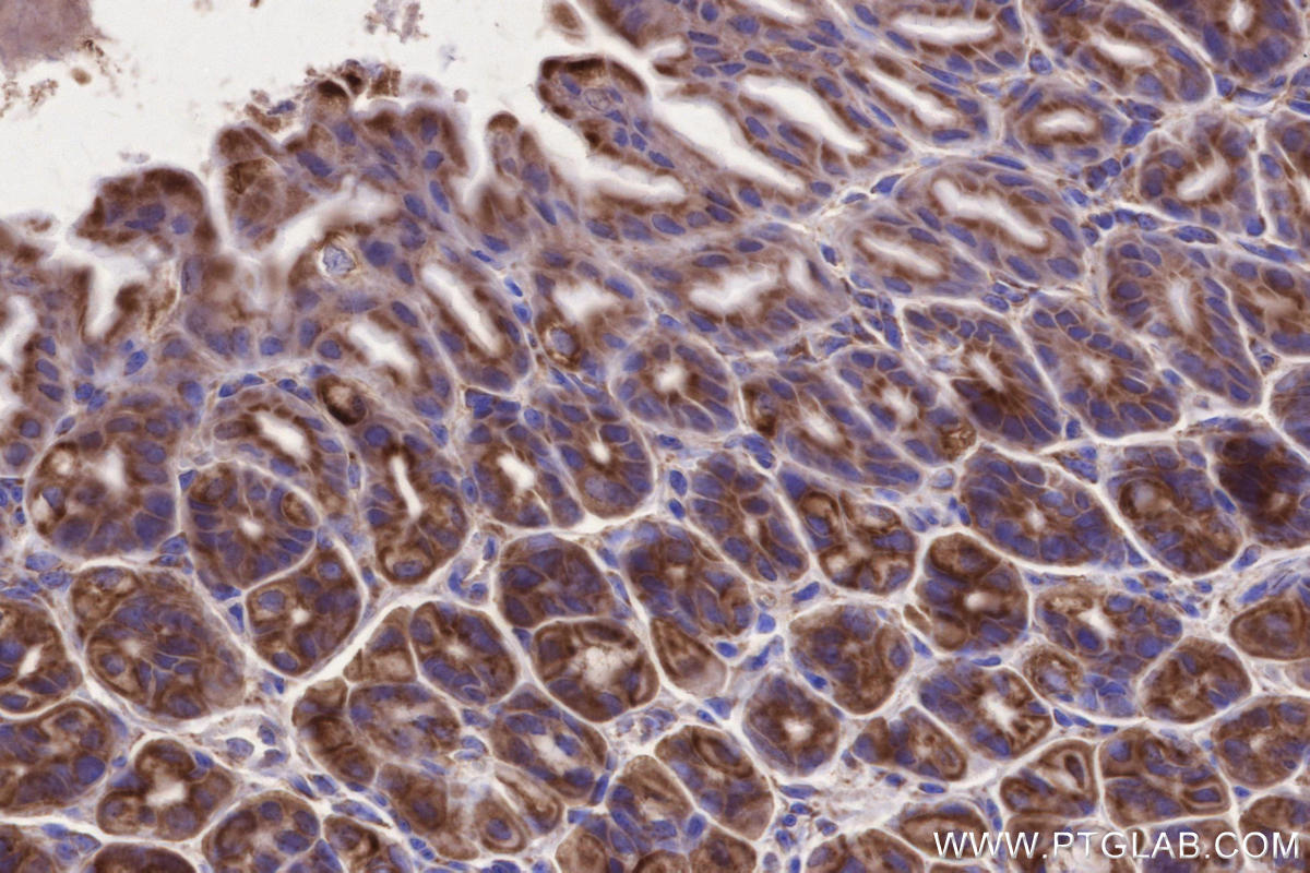 Immunohistochemistry (IHC) staining of mouse stomach tissue using MFN1 Monoclonal antibody (66776-1-Ig)