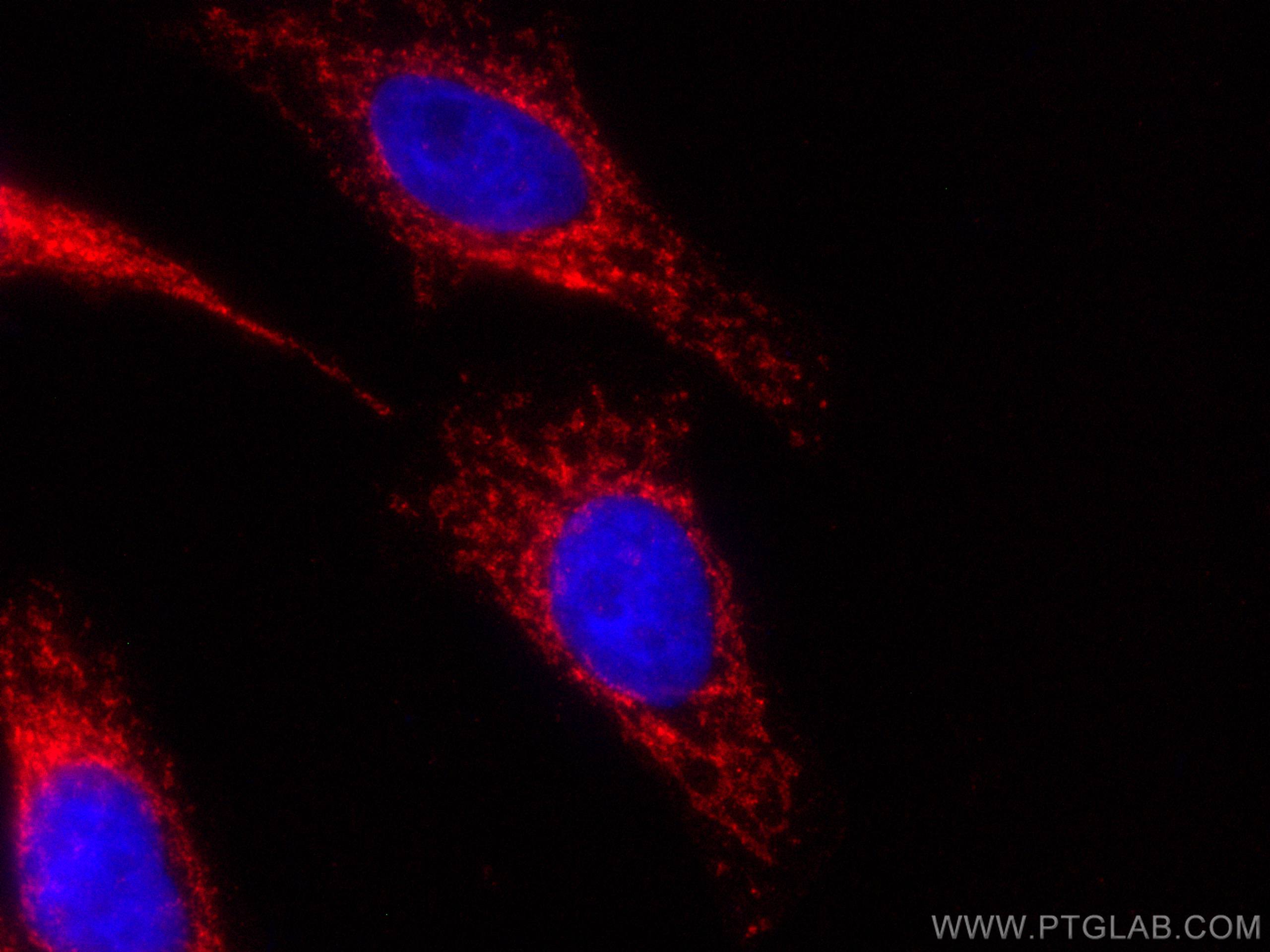 Immunofluorescence (IF) / fluorescent staining of HepG2 cells using CoraLite®594-conjugated MFN1 Monoclonal antibody (CL594-66776)