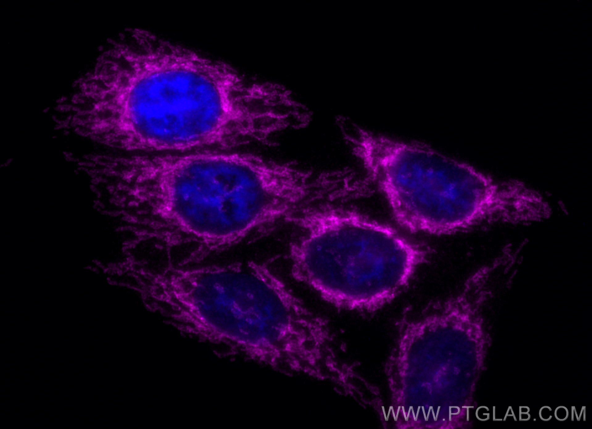 Immunofluorescence (IF) / fluorescent staining of HepG2 cells using CoraLite® Plus 647-conjugated MFN2 Monoclonal anti (CL647-67487)